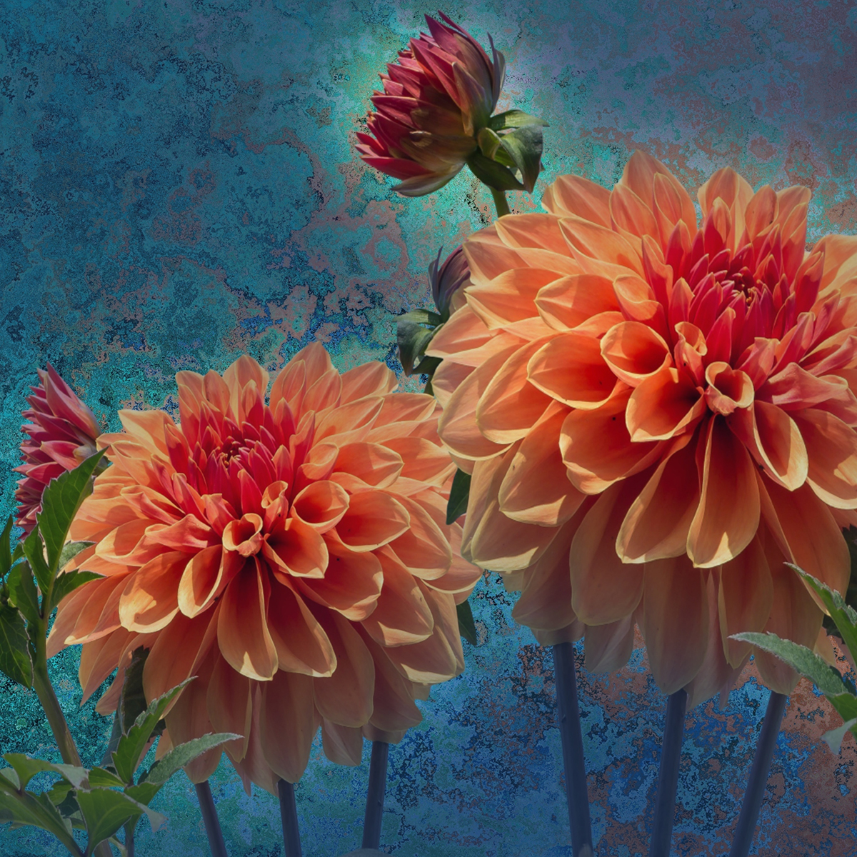 Read more about the article Dahlia Festival and Homegrown Dahlia Contest