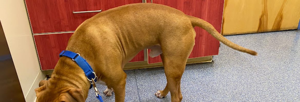 Pittsfield Veterinary Hospital