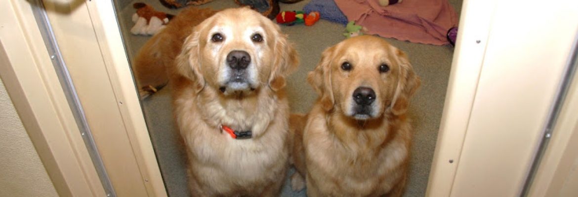 Shaker Hill Pet Resort