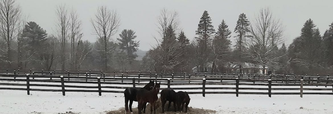 Sebring Stables