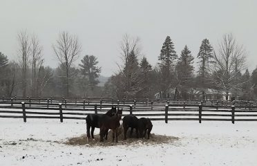 Sebring Stables