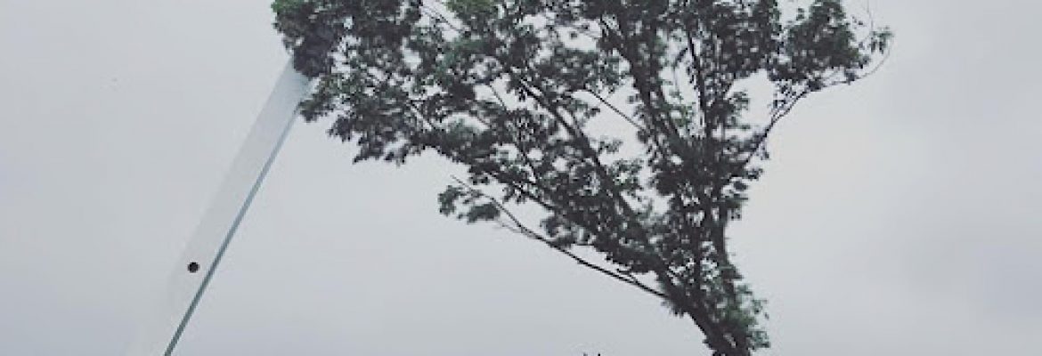 Kevin Holden Tree Trimming & Removal