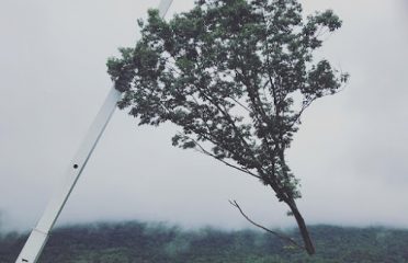 Kevin Holden Tree Trimming & Removal