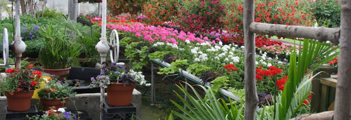 Mount Williams Greenhouses, inc.