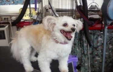CANINE CLIP SHOP