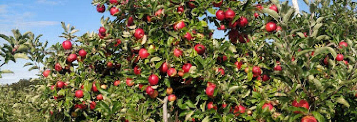 Bartlett’s Orchard
