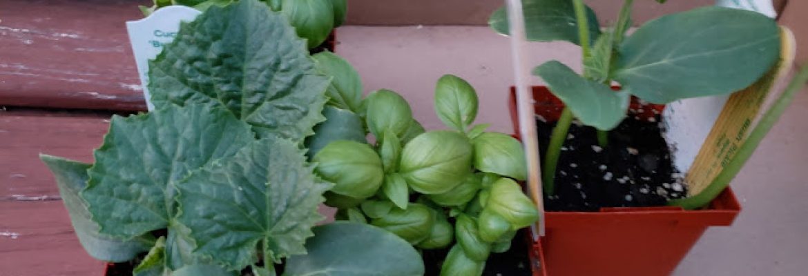 Hewitts Garden Center Glenmont
