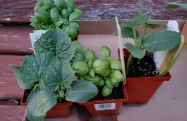 Hewitts Garden Center Glenmont