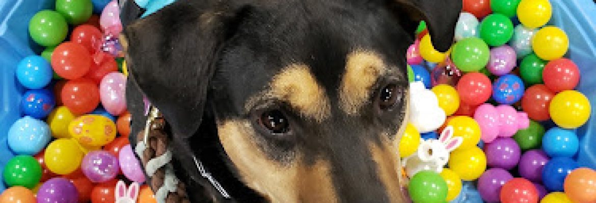 Pet Valu