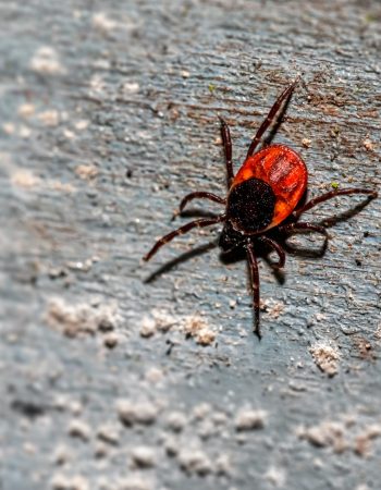 Pest Control Services In The Berkshires, Exterminators In The Berkshires, Pest Control Services Berkshires, Exterminators Berkshires, Pest Control Services Pittsfield MA, Exterminators Pittsfield MA, Pest Control Services Lenox MA