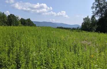 Mountain Meadow Preserve