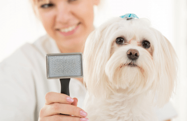 Hair Of The Dog Pet Grooming