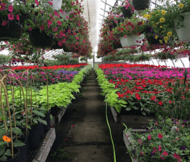 Wahconah St Greenhouses