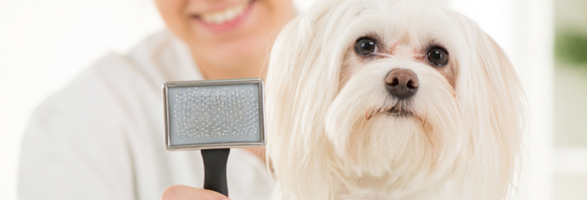 Hair Of The Dog Pet Grooming