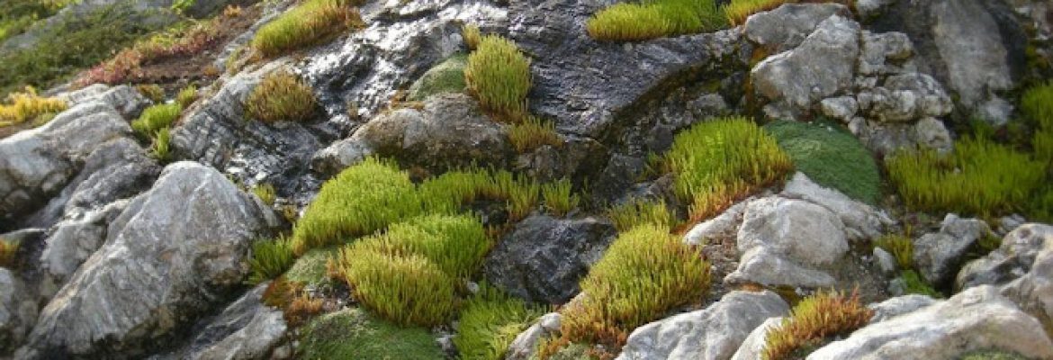 Webster Landscape, Inc.