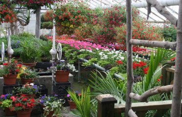 Mount Williams Greenhouses, inc.