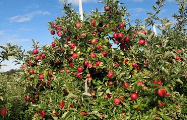 Bartlett’s Orchard