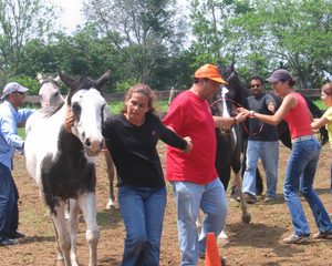 Berkshire HorseWorks