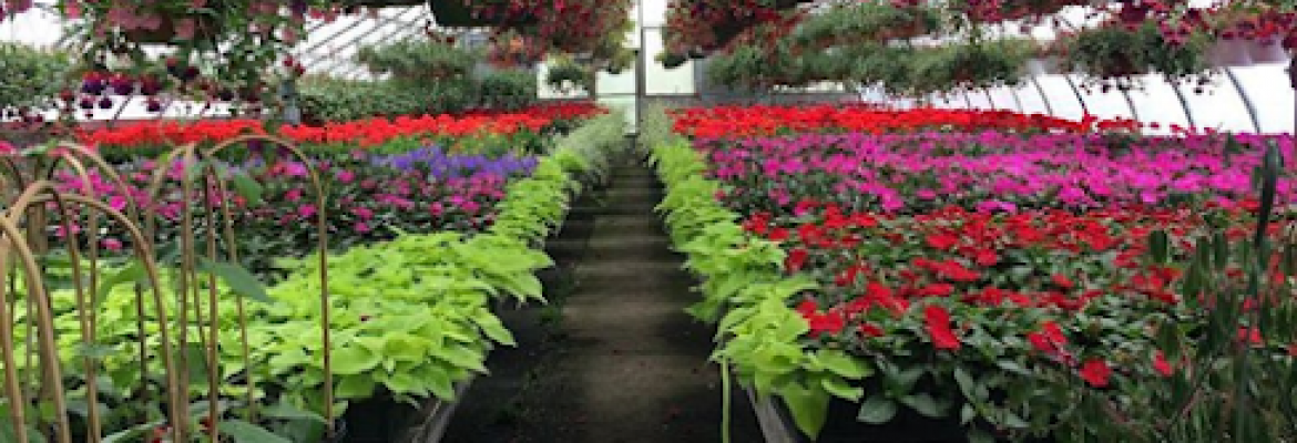 Wahconah St Greenhouses