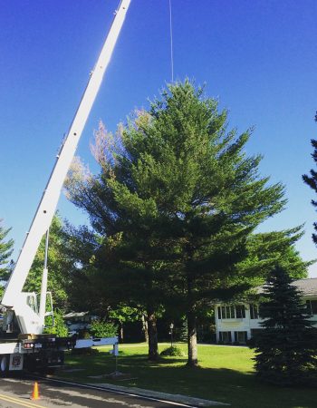 Kevin Holden Tree Trimming & Removal, Inc.